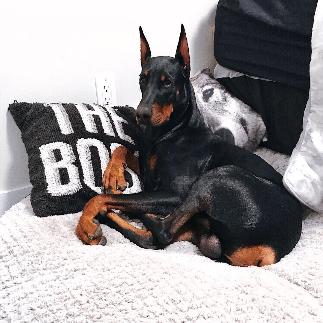 Доберман Баленсиага