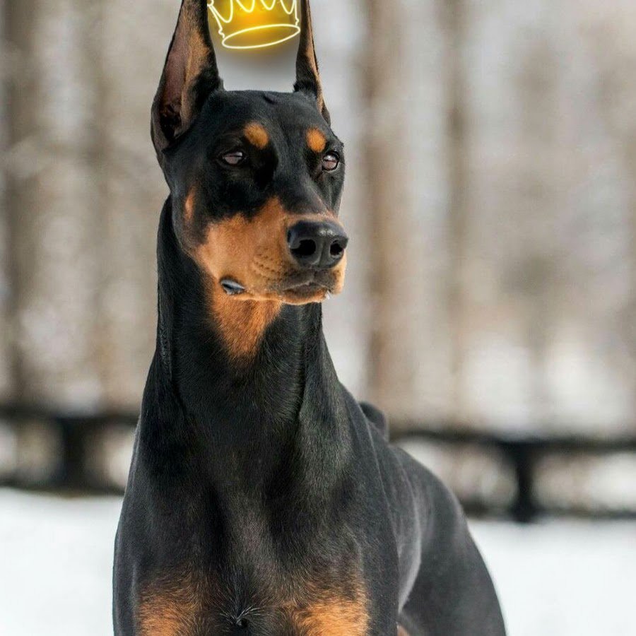 Порода Доберман-пинчер