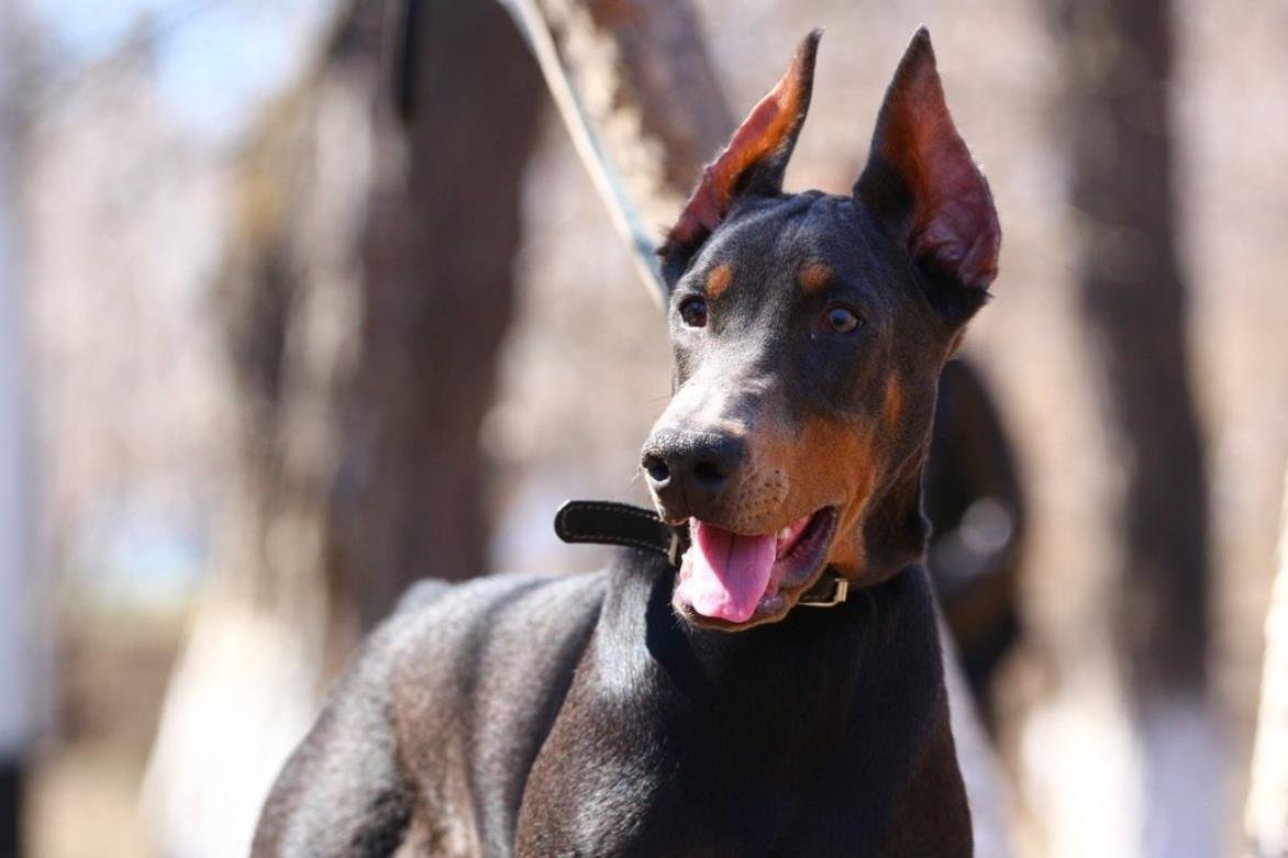 Доберман кобель некупированный