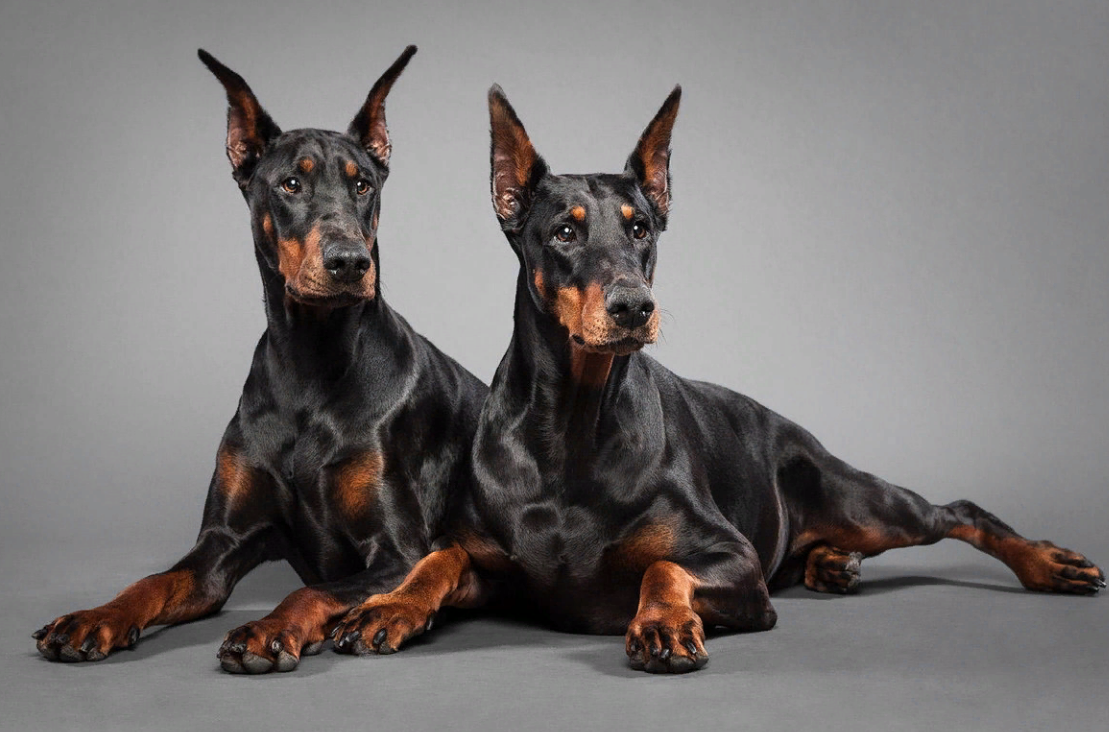 Королевский Доберман
