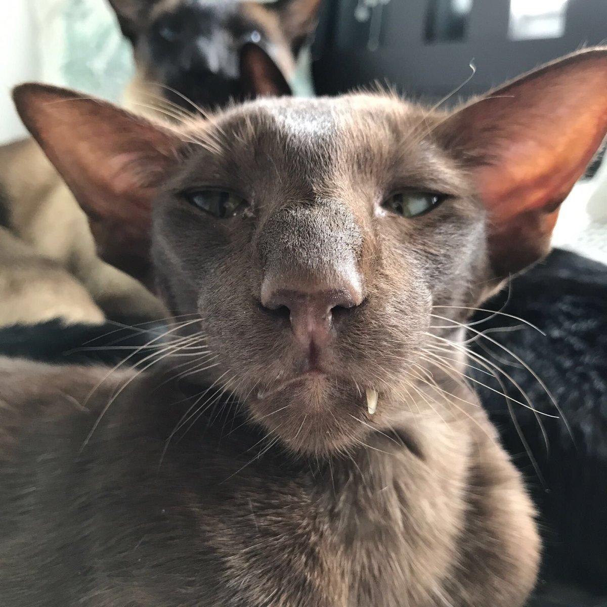 Ориентал Добби кошки