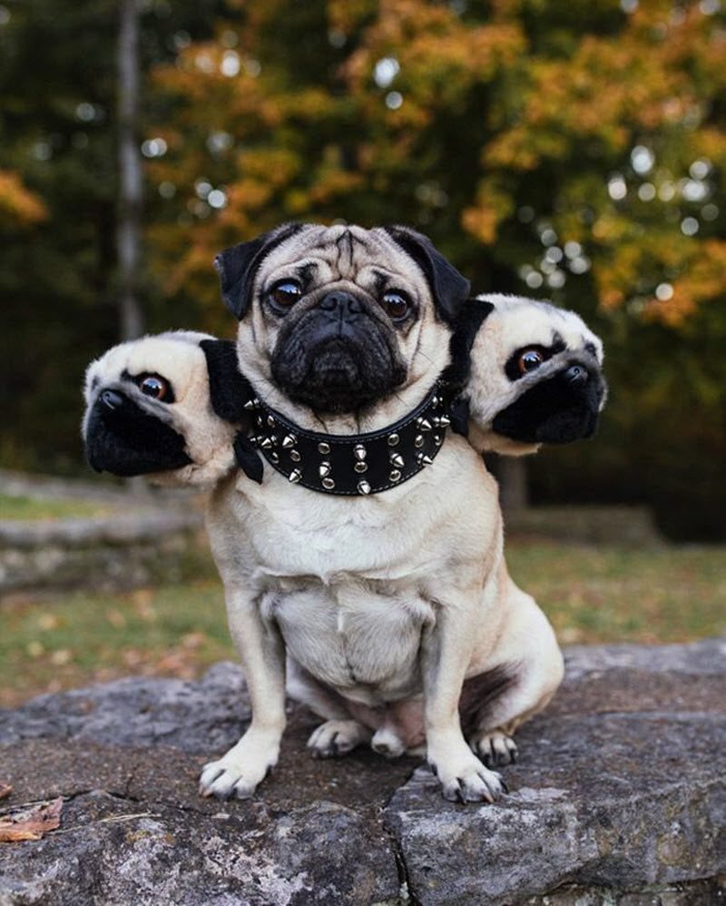 Pug Мопс
