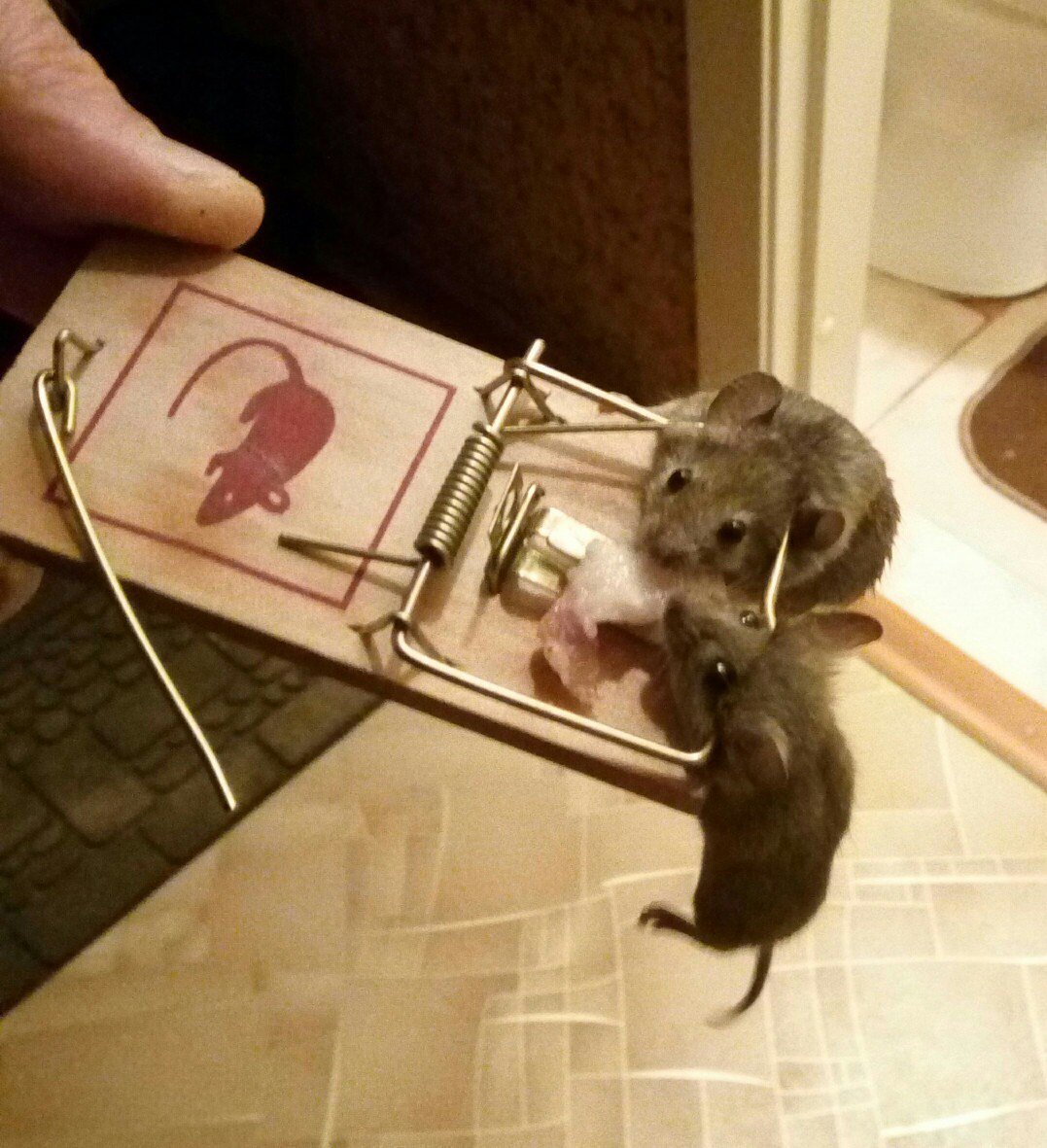 Включи где мышь. Домик для мышей. Мышь в мышеловке. Мышь домашняя. Домик мышки.