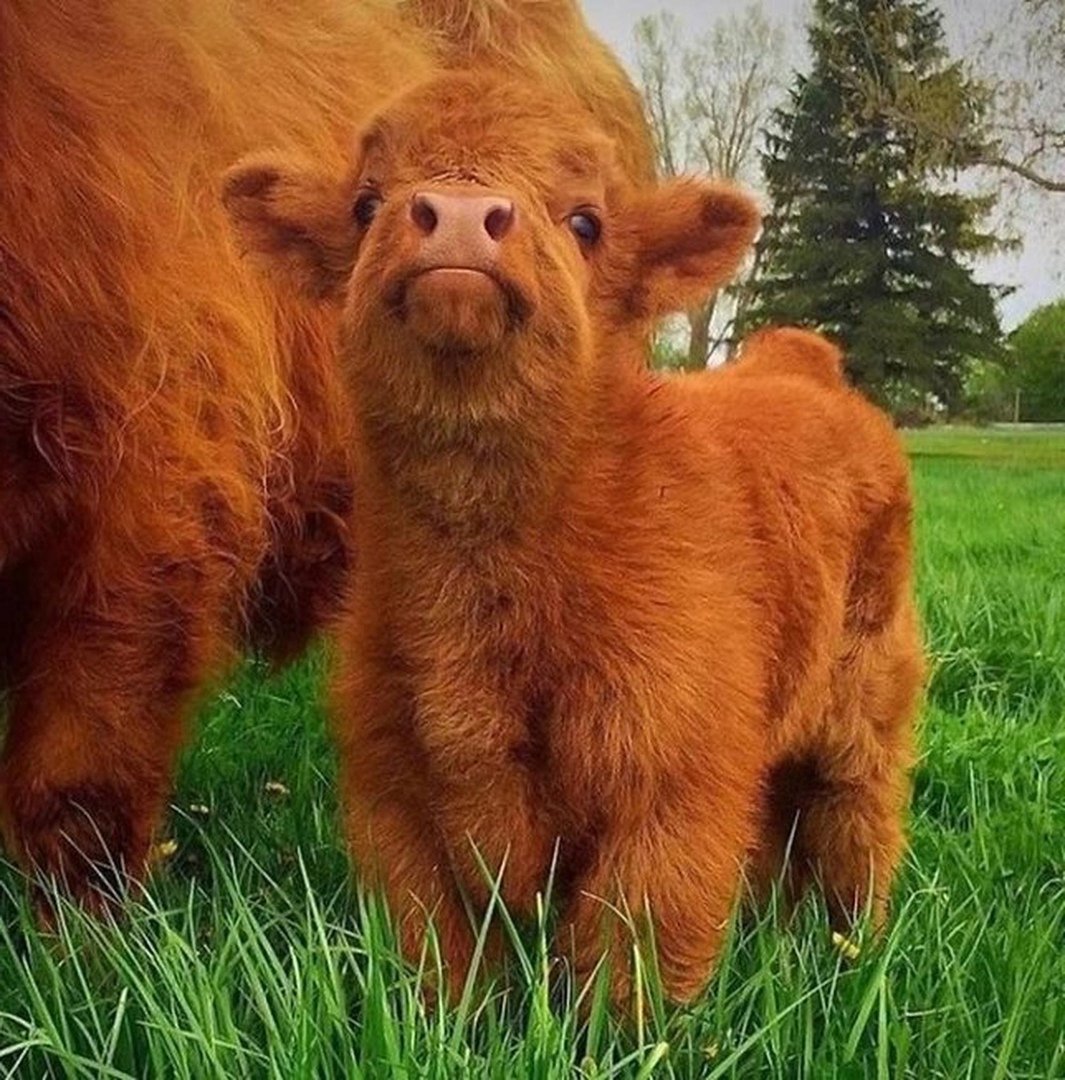 Хайлендская корова Шотландия