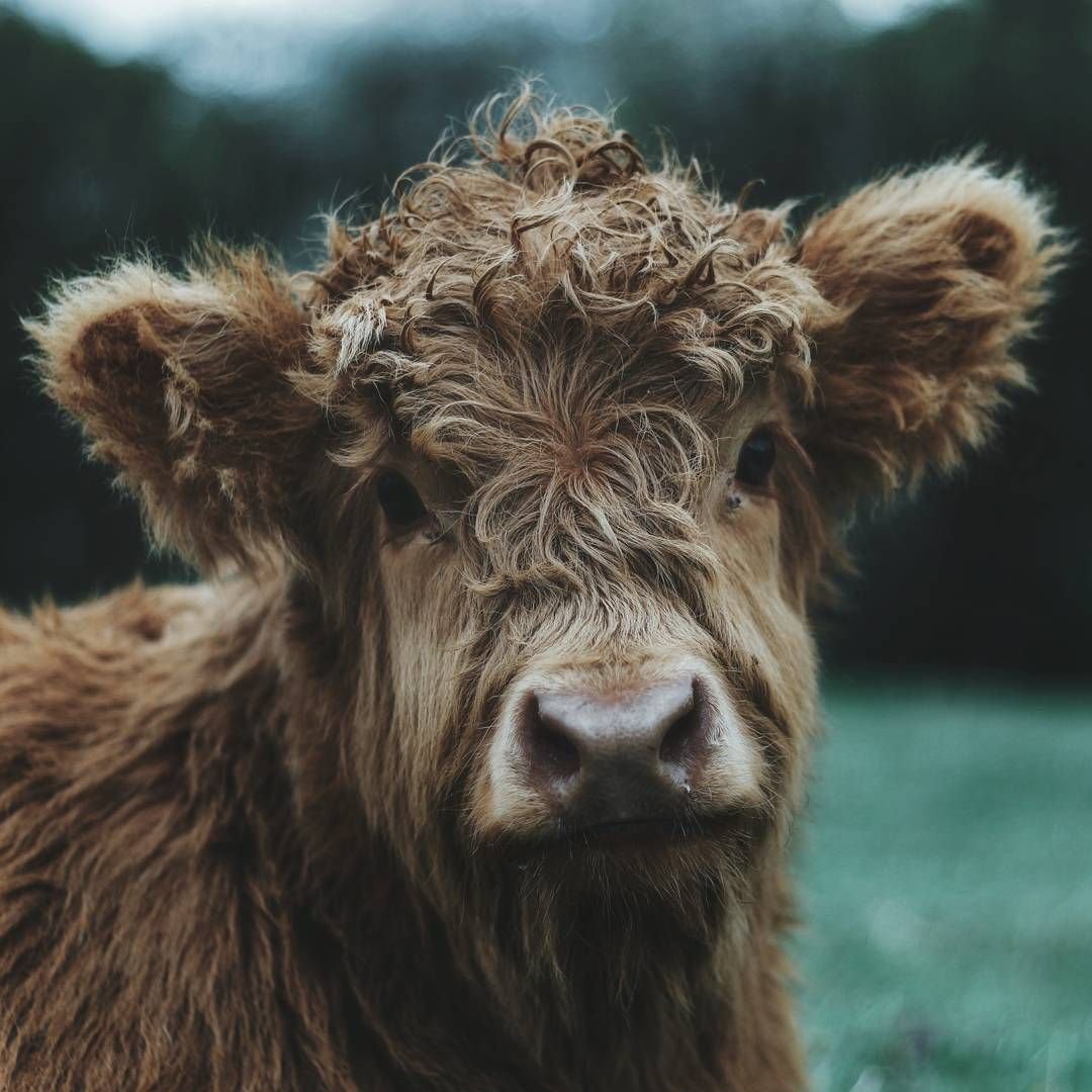 Бык породы "хайленд"