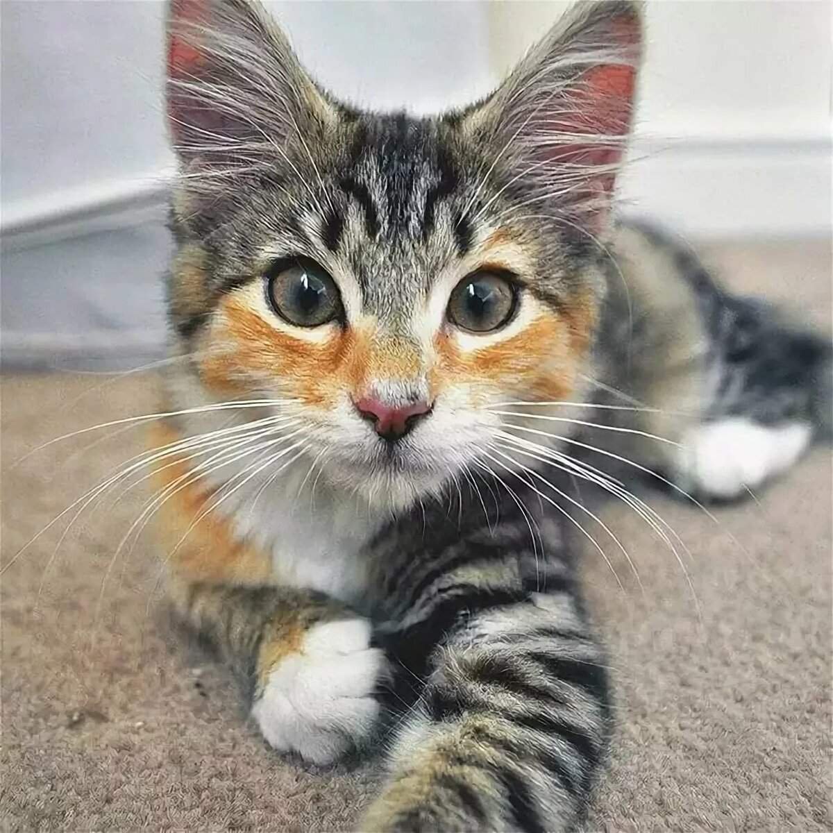 Необычные коты