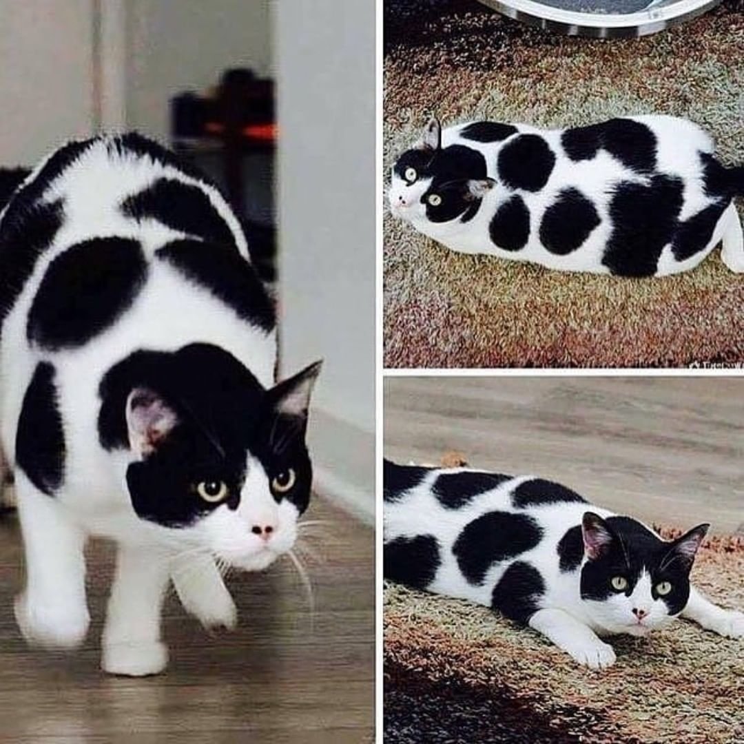 Кот далматинец