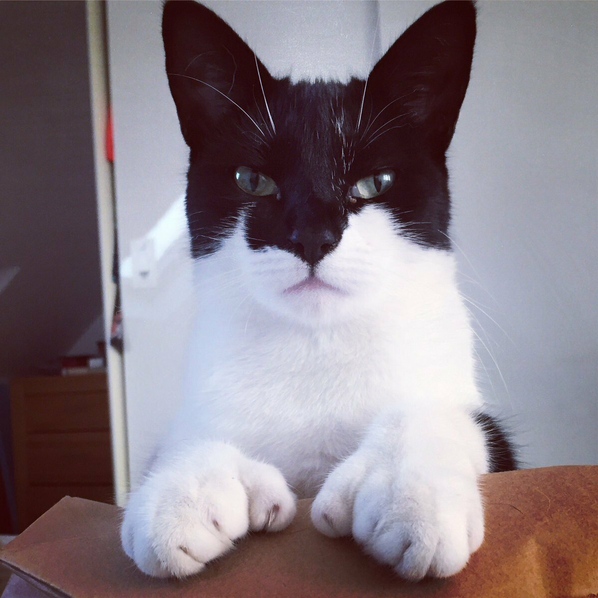 Необычные расцветки кошек