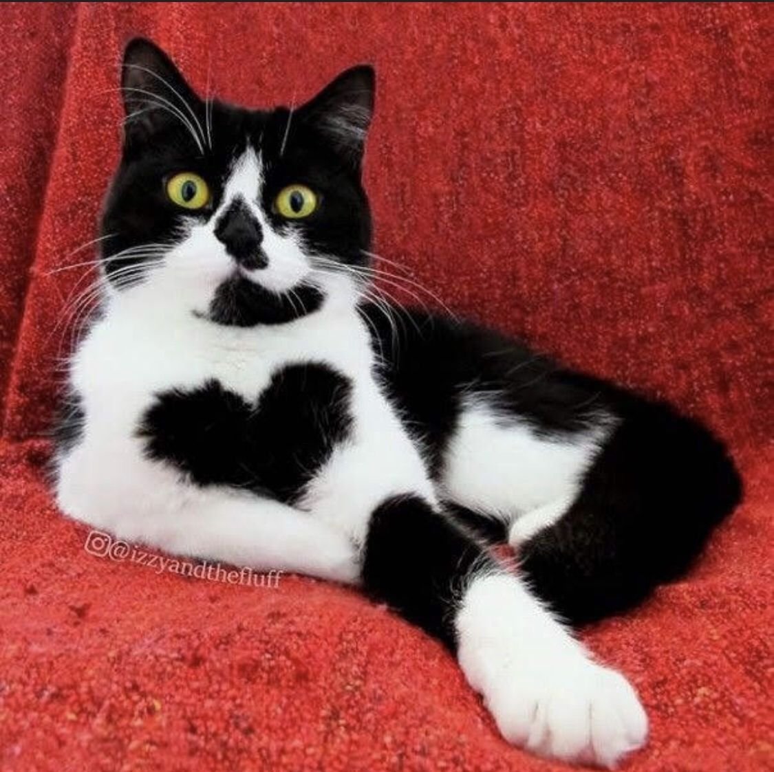 Котик с сердечками на шерсти