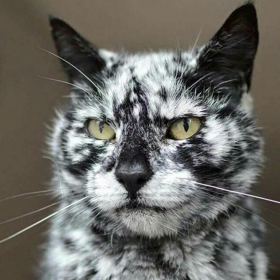 Необычные окраски кошек