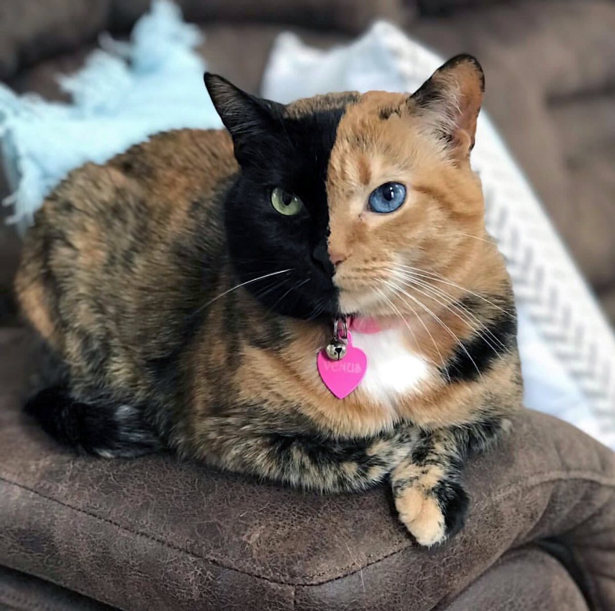 Коты с необычными глазами