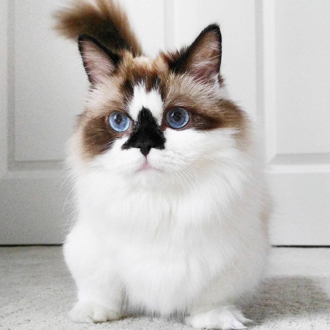 Красивые коты необычной расцветки