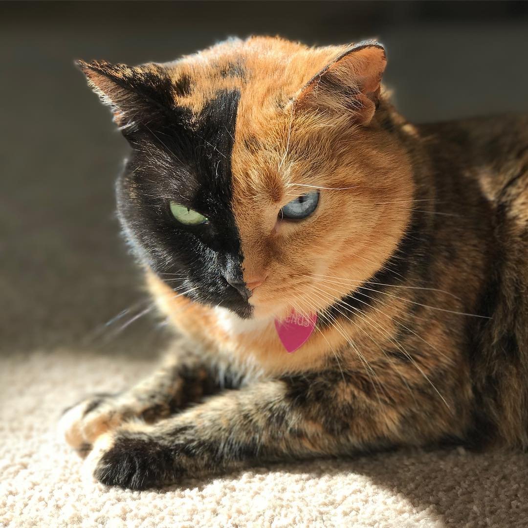 Расцветки уличных кошек