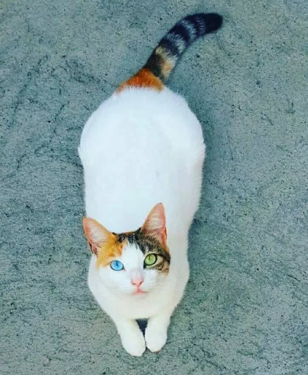 Редкие окрасы кошек