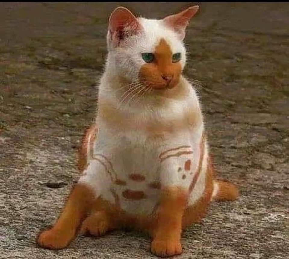 Смешные окрасы кошек