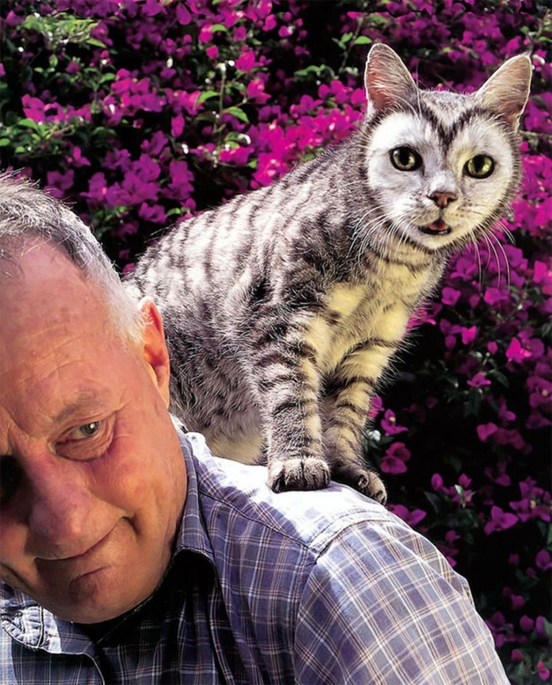 Необычные коты