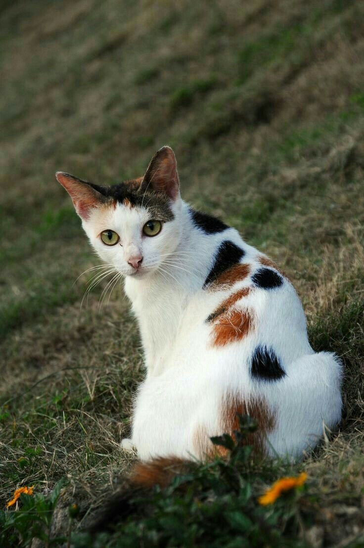 Расцветка кошек Калико