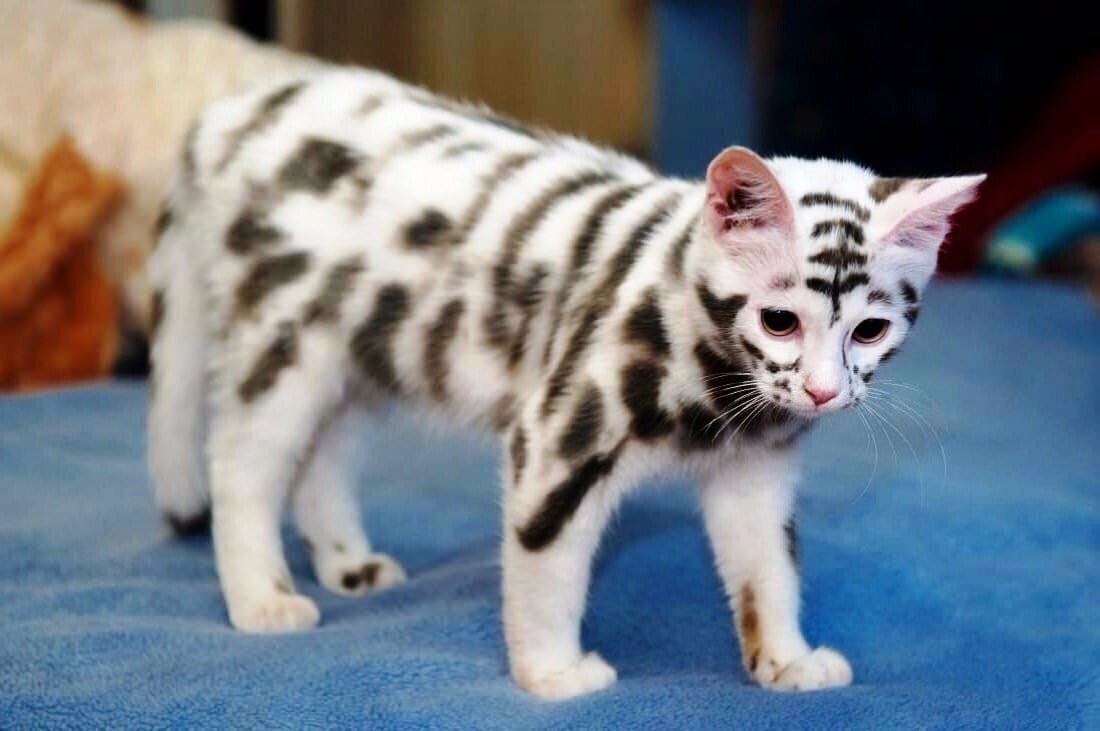 Необычные окрасы кошек