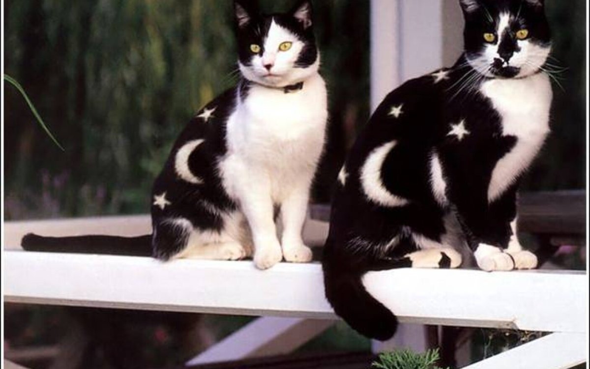 Необычные расцветки котов