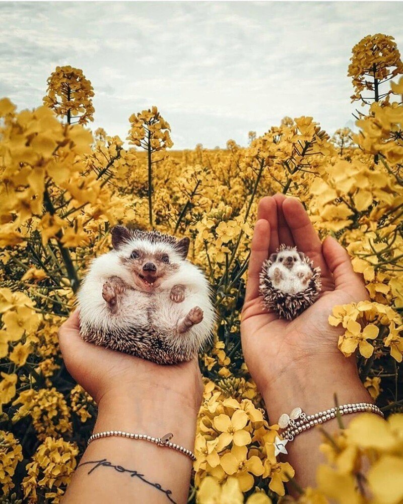 Радостный Ежик