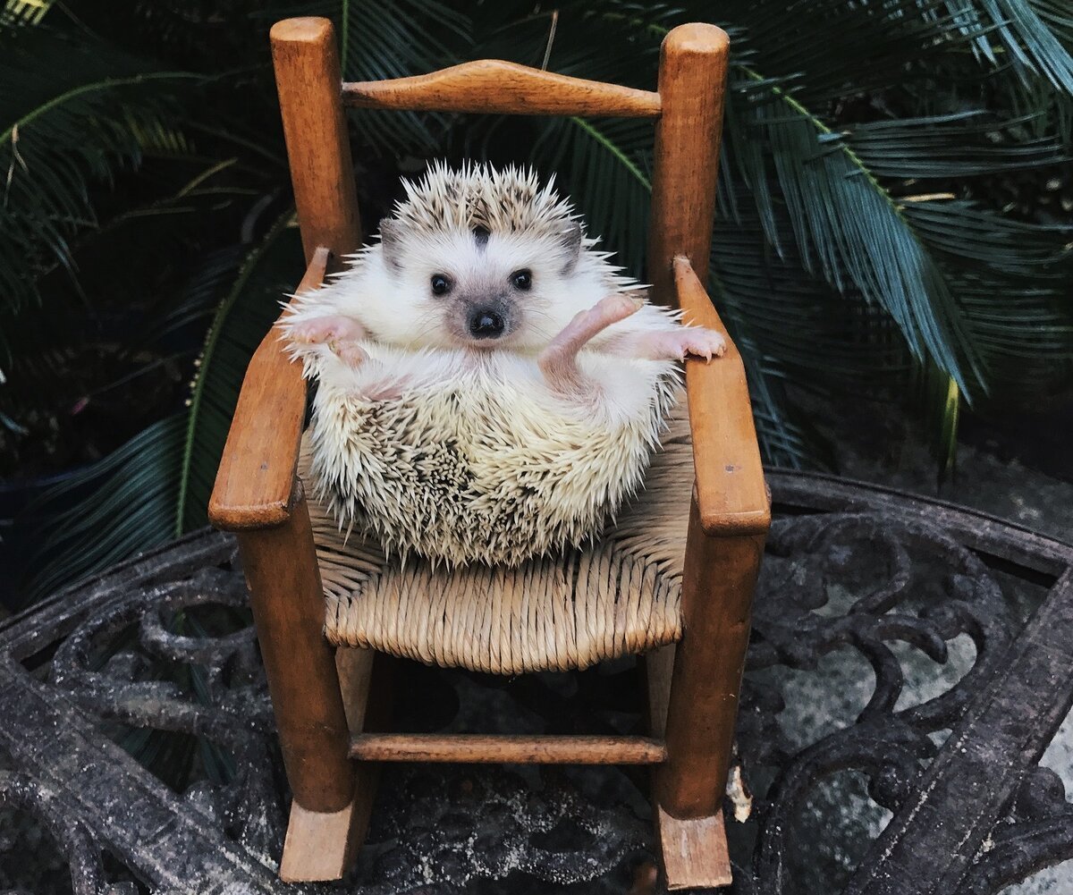 Смешной Ежик