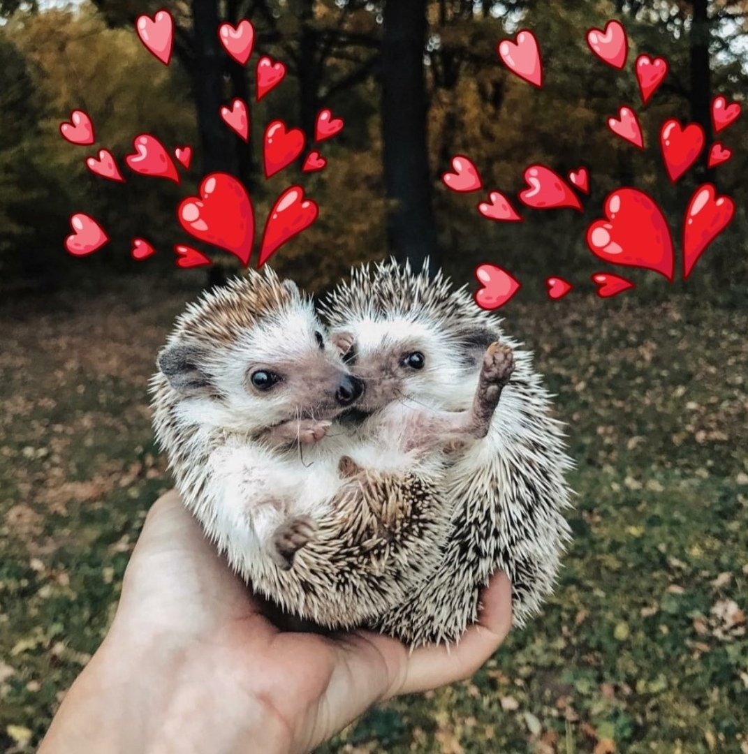 Ежик с ягодами