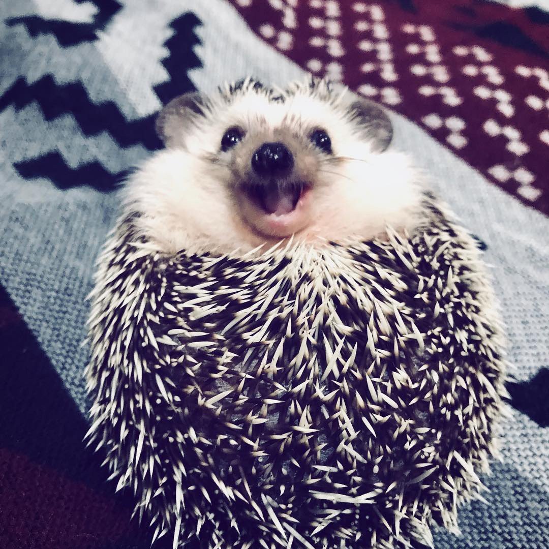 Ежик улыбается