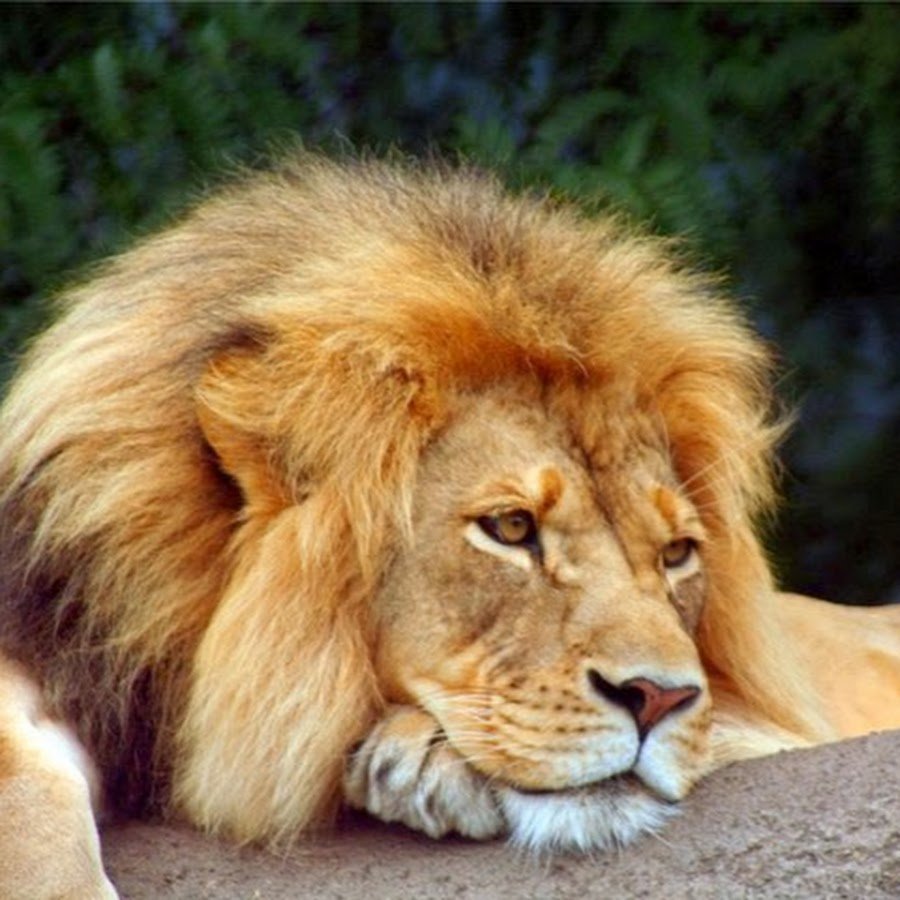 Картинки на рабочий стол Лев