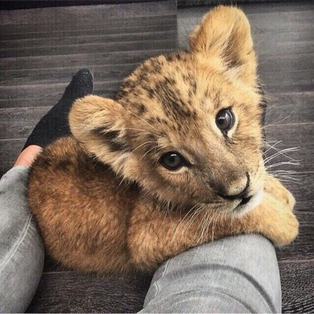 Львёнок авы