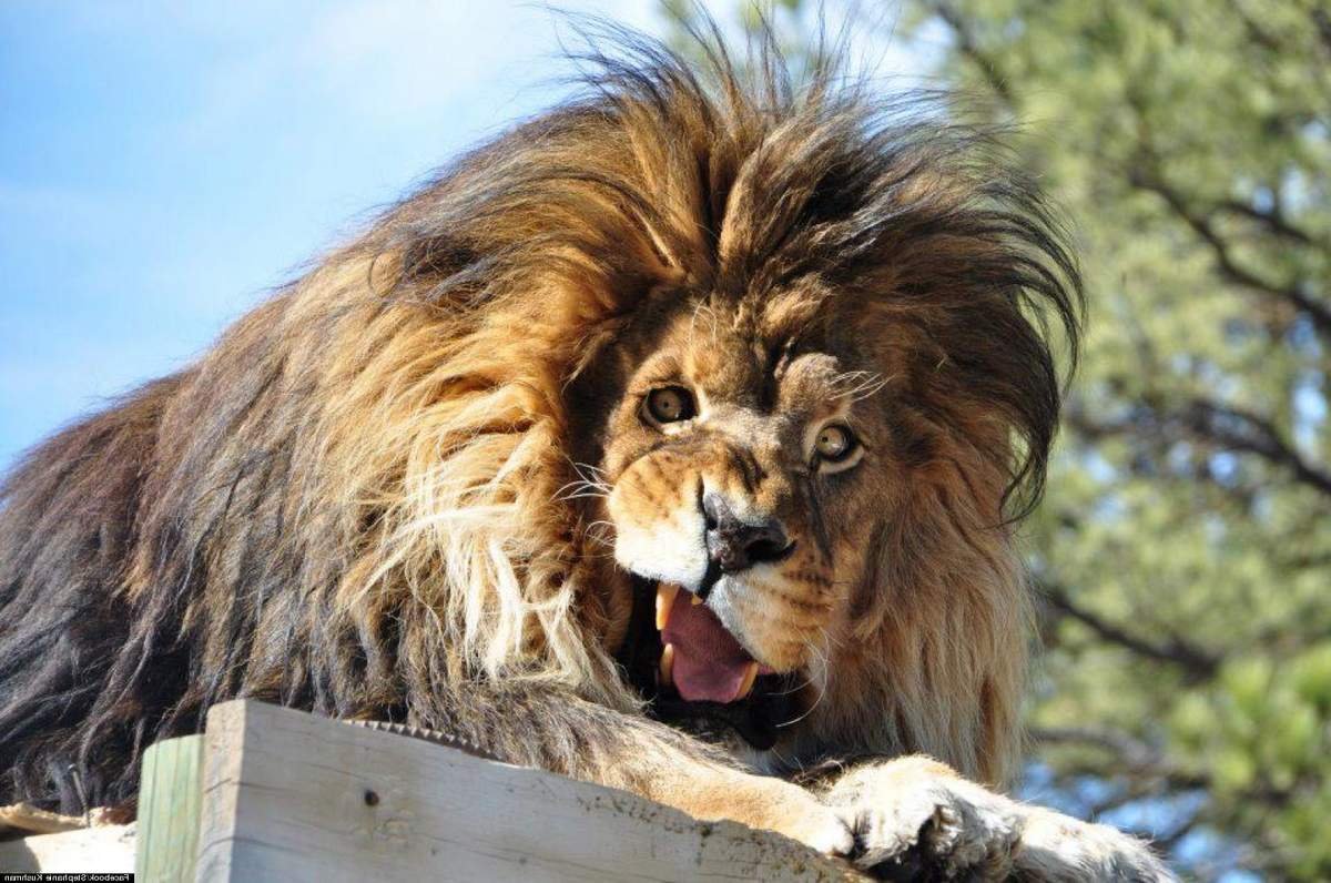 Львенок с голубыми глазами