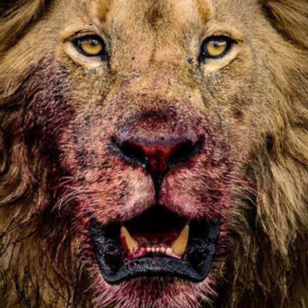 Львы обнимаются