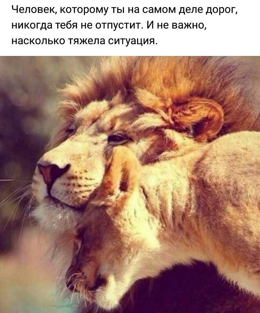 Львица сидит