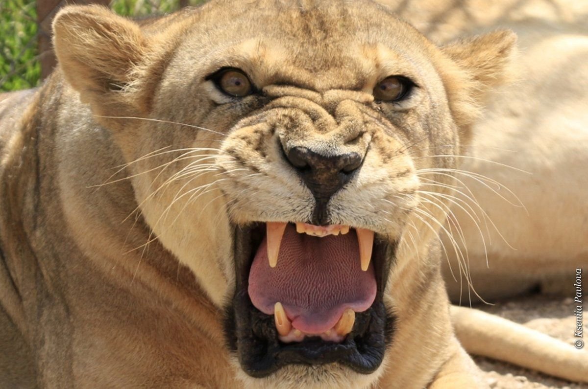 Смешной Лев