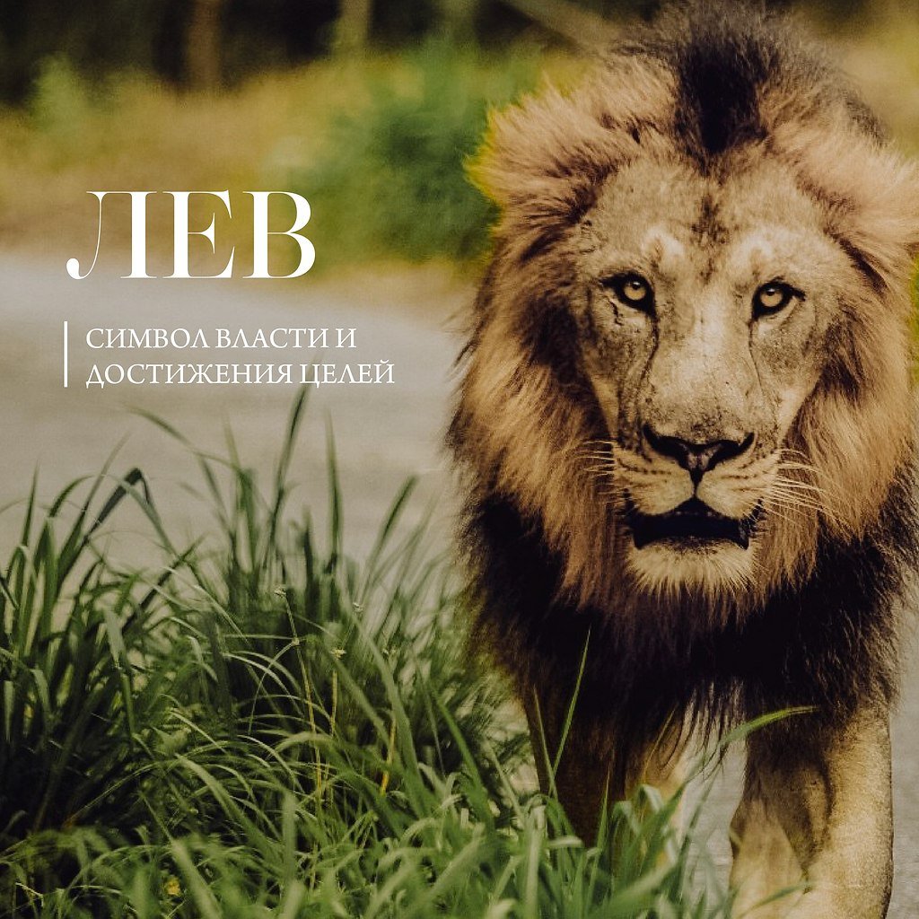 Лев царь зверей