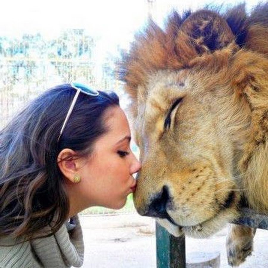 Лев и львица спаривание