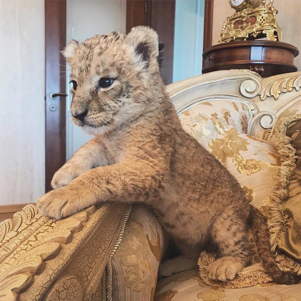 Домашний Лев