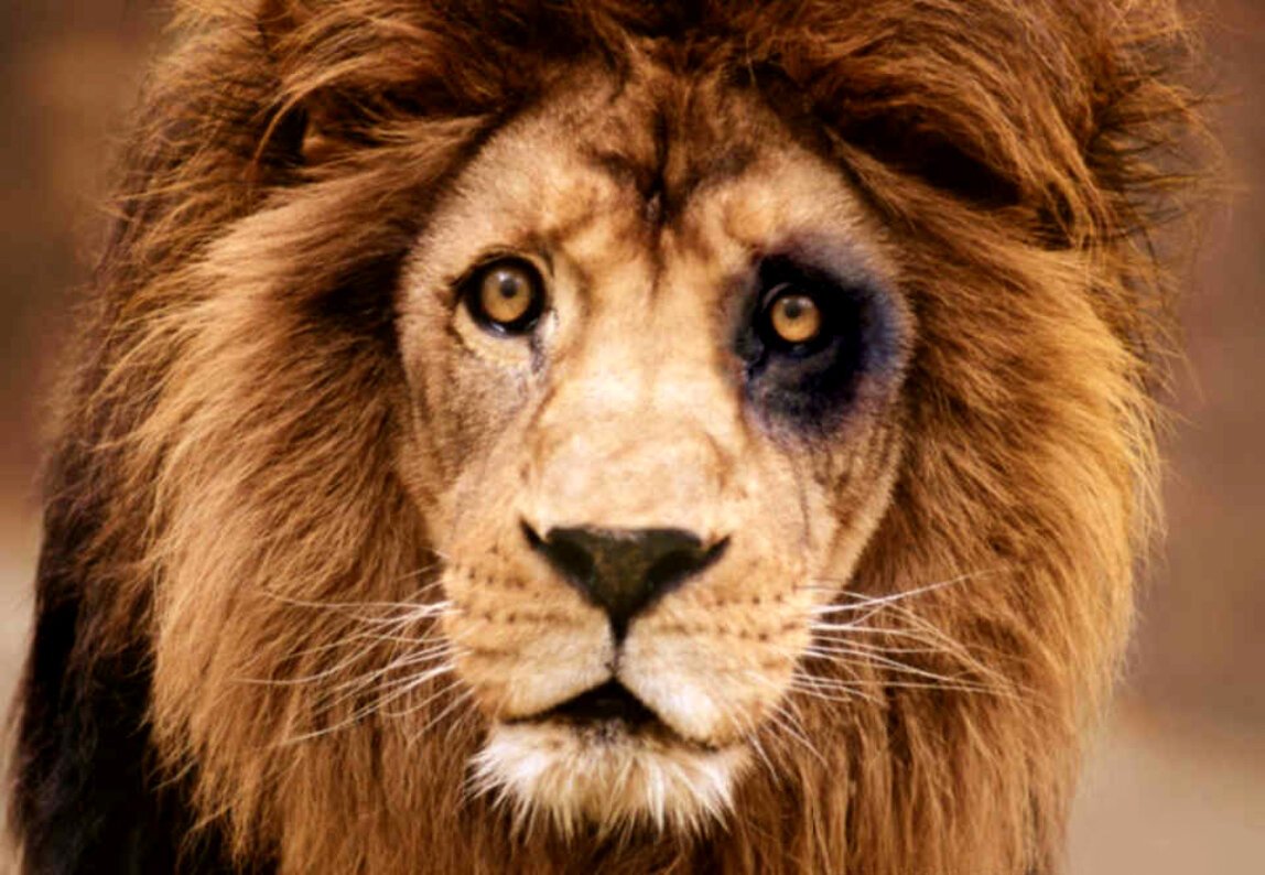 Мелани Гриффит и Лев Нил