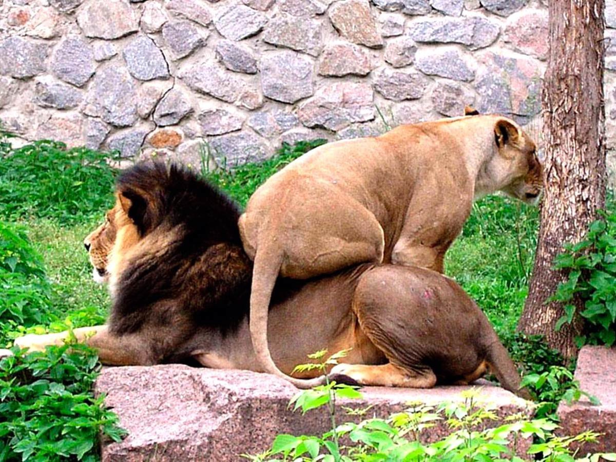 Окровавленная морда Льва