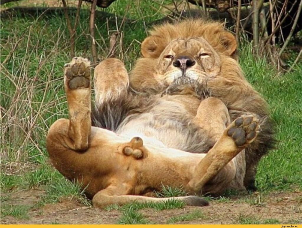 Человек и животное Мем