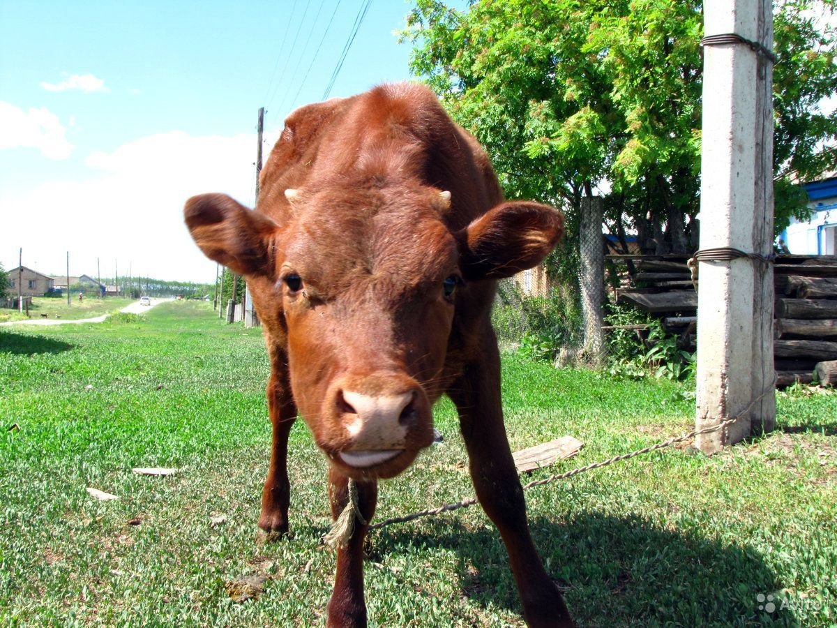 Обои корова