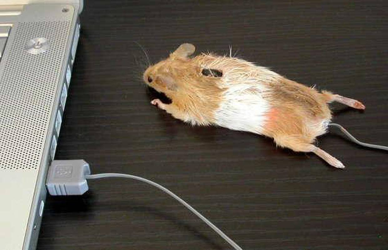 Самые странные компьютерные мыши