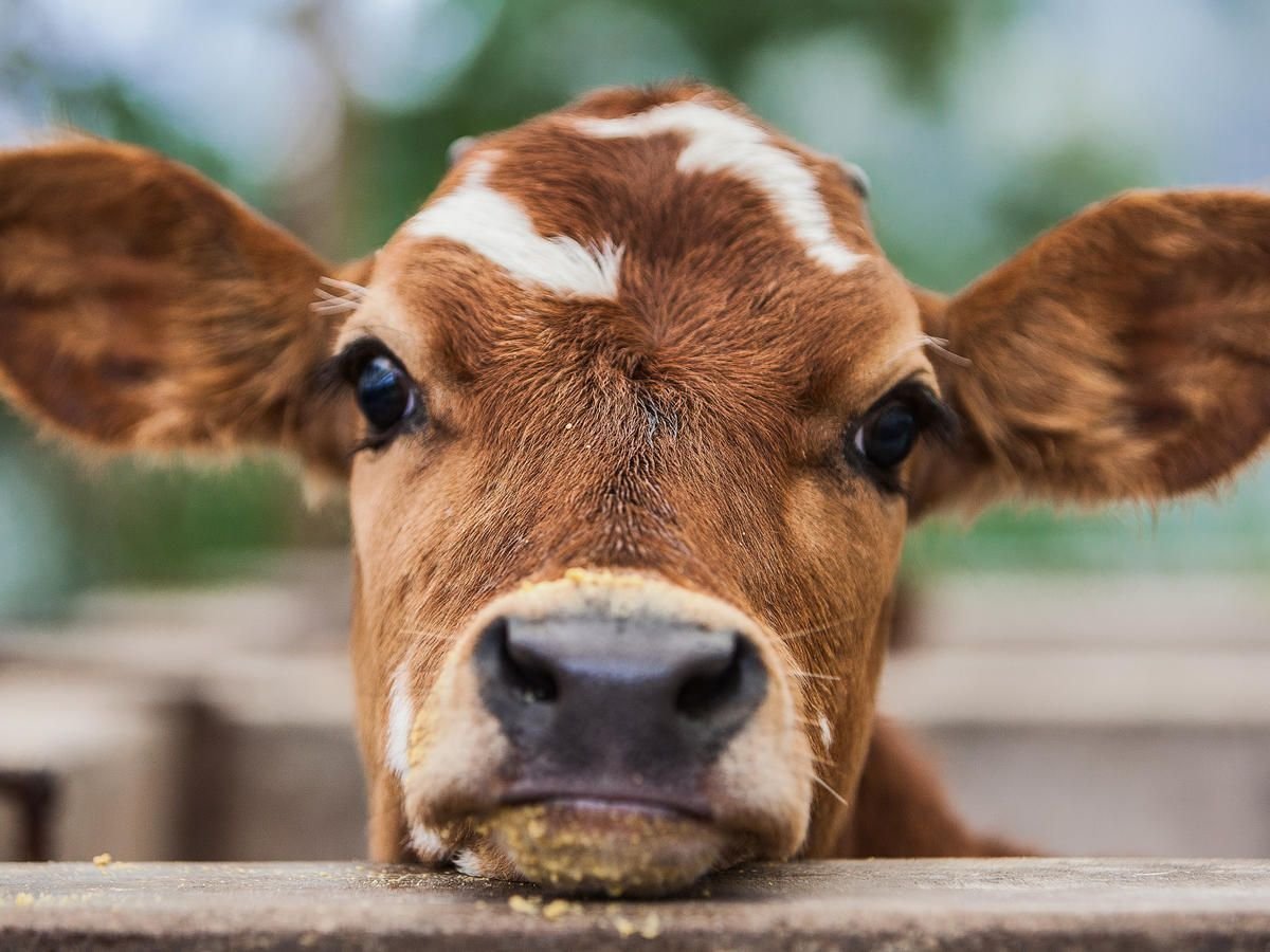 Хайлендская корова Шотландия фото