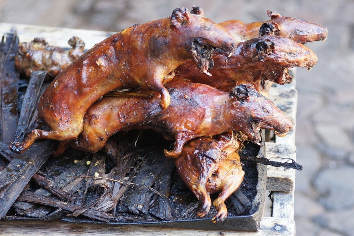 Эквадорские морские свинки