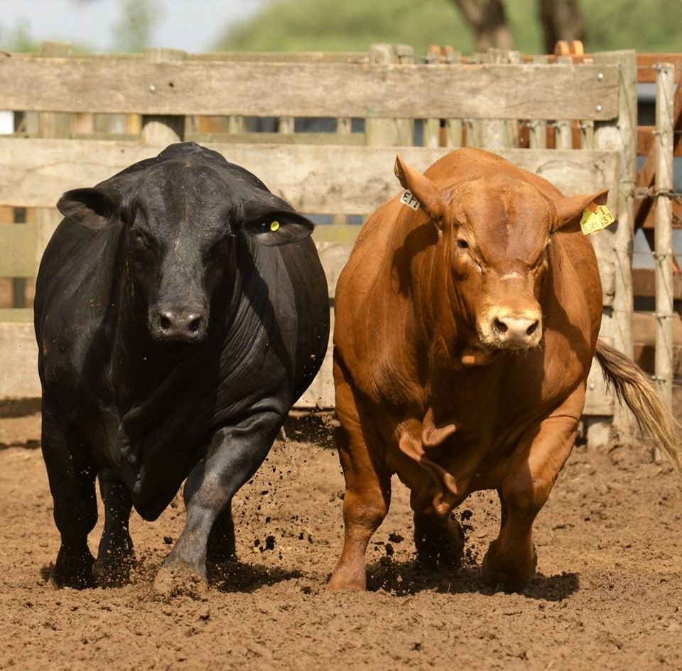 Ротан рыба жареная