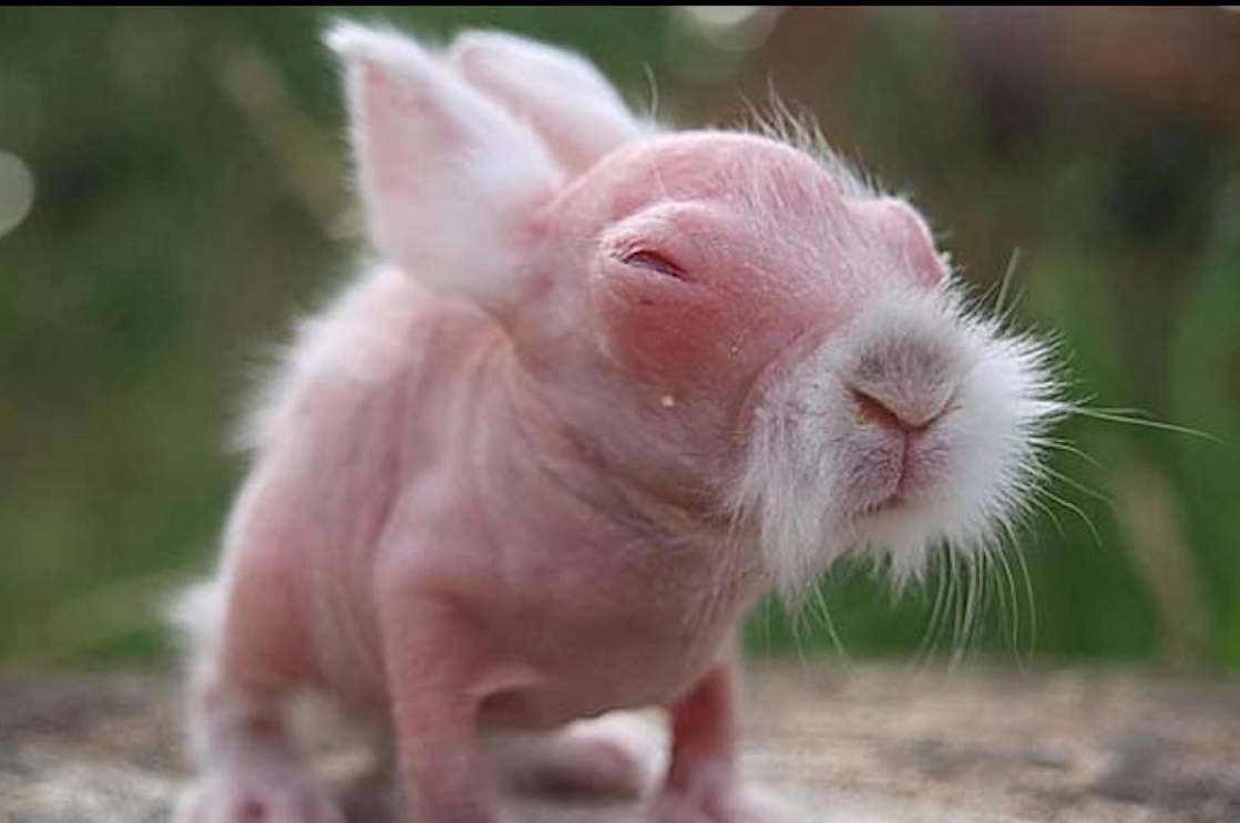 Лысый кролик