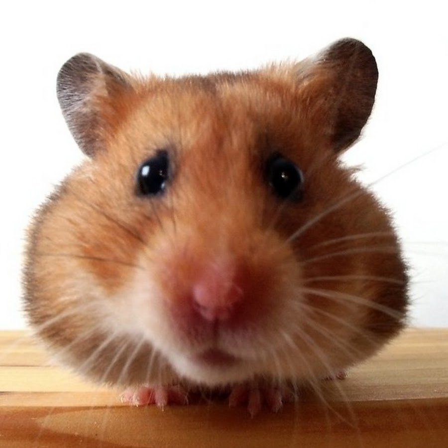 Хомячок смотрит в камеру