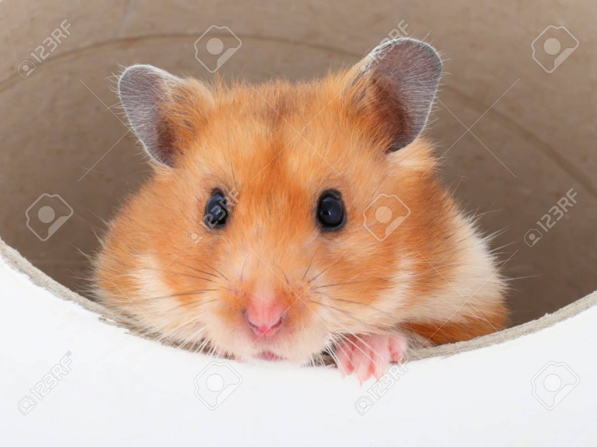 Hamster Pitic
