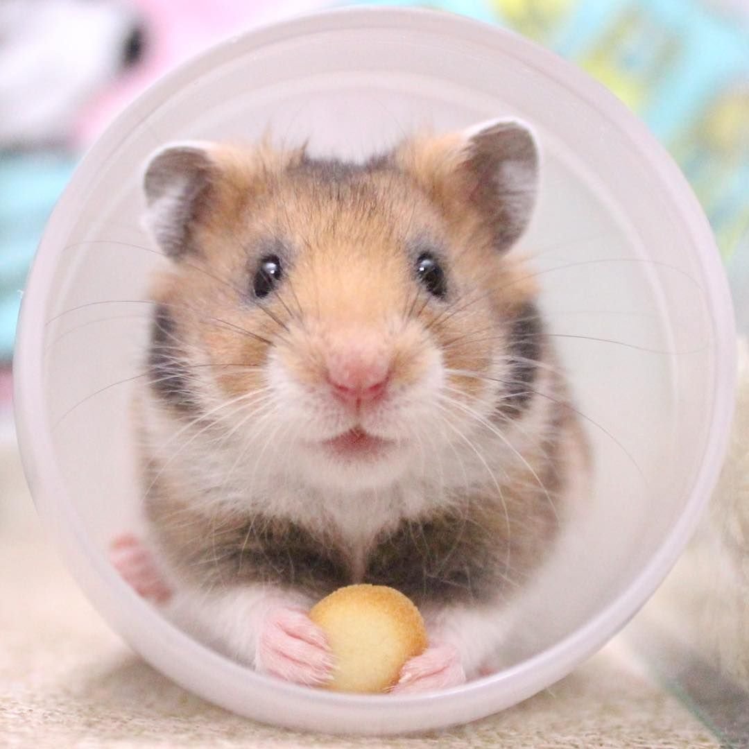 Суперхомяк Джейми