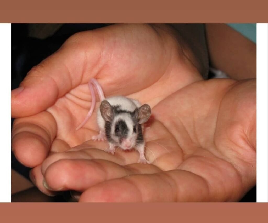 Японская карликовая мышка