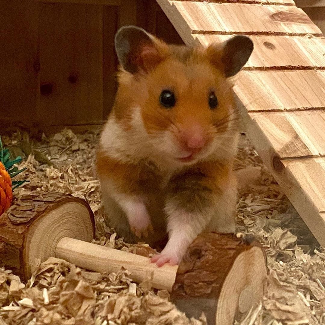 Породы хомячков